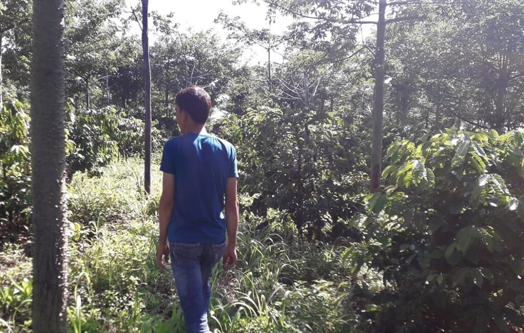 Thử nghiệm canh tác sinh thái cà phê Robusta 0 1024x652