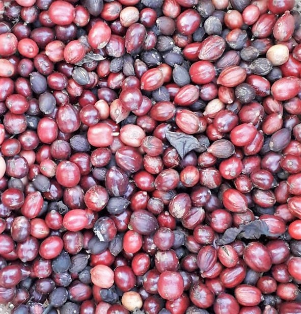 Thử nghiệm canh tác sinh thái cà phê Robusta r4