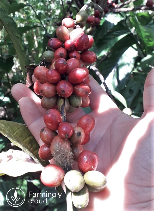 Thử nghiệm canh tác sinh thái cà phê Robusta robusta