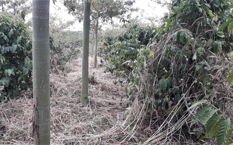 Quan trắc thời tiết tiểu khí hậu (micro-climate) r natural farming