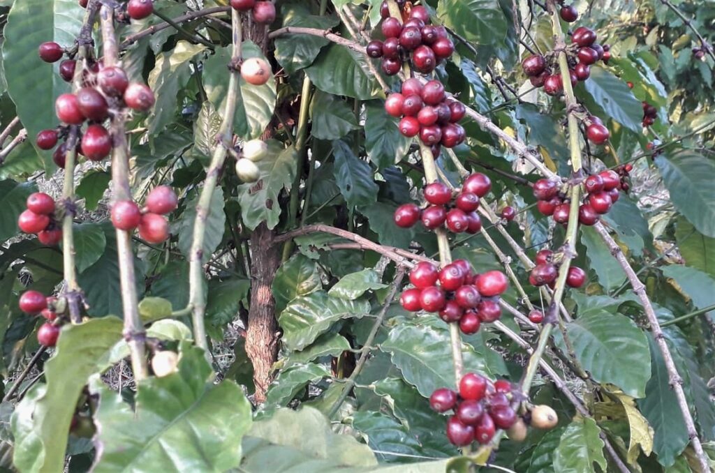 Quan trắc thời tiết tiểu khí hậu (micro-climate) r2