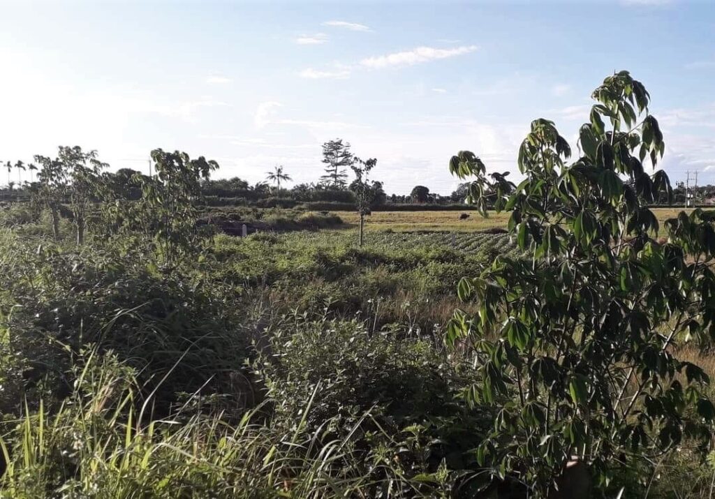 Quan trắc thời tiết tiểu khí hậu (micro-climate) weather 6