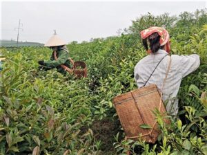 phiêng tiến hái tay