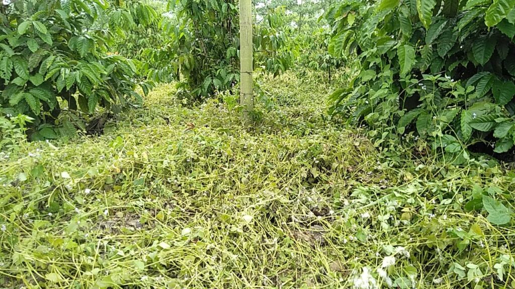 Thử nghiệm canh tác sinh thái cà phê Robusta 1