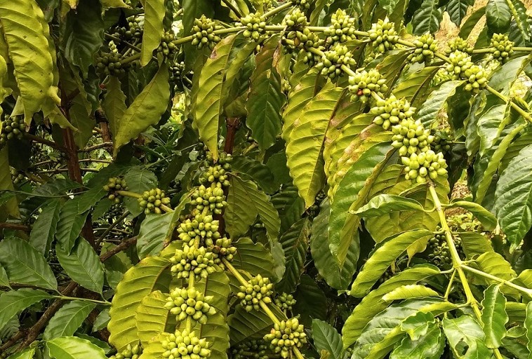 Thử nghiệm canh tác sinh thái cà phê Robusta 10