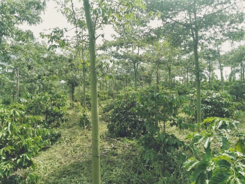 Thử nghiệm canh tác sinh thái cà phê Robusta 2