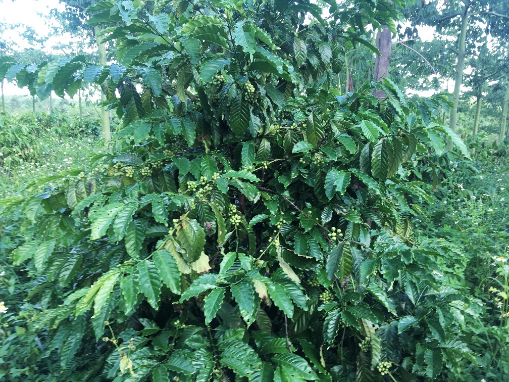Thử nghiệm canh tác sinh thái cà phê Robusta 3