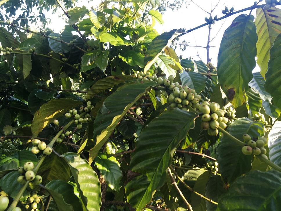 Thử nghiệm canh tác sinh thái cà phê Robusta 4