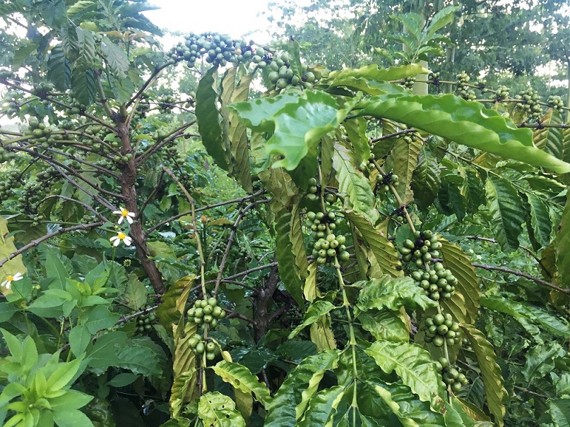 Thử nghiệm canh tác sinh thái cà phê Robusta 5