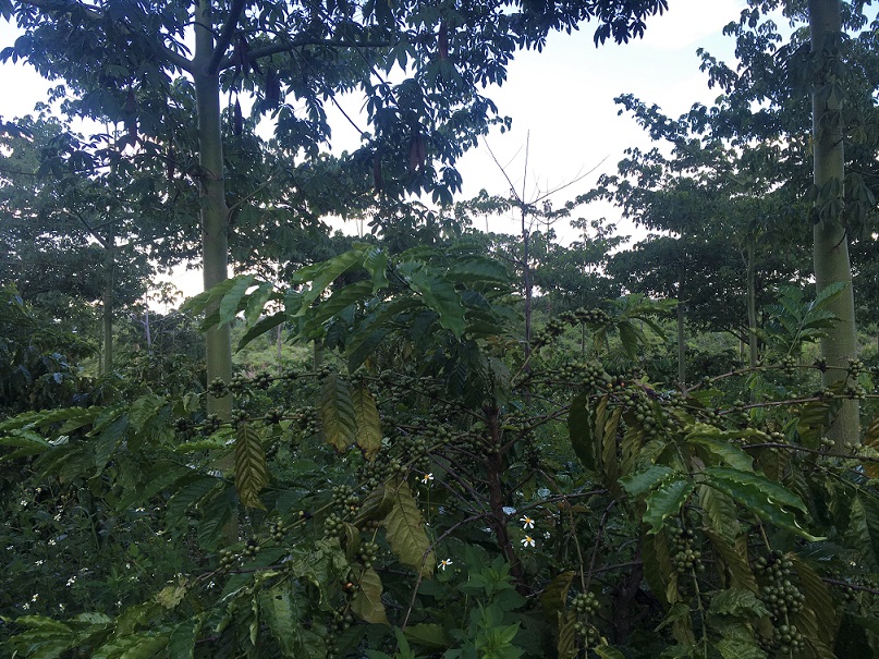 Thử nghiệm canh tác sinh thái cà phê Robusta 6