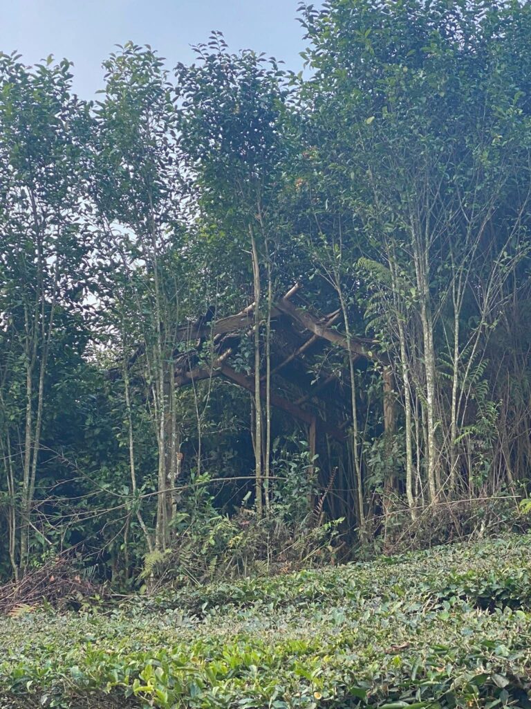 Phát triển sản phẩm, vùng nguyên liệu cho Trà đặc sản Sơn la 616795840 1314493270698953 4977849122396276846 n