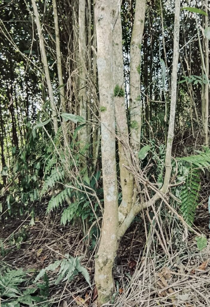 Phát triển sản phẩm, vùng nguyên liệu cho Trà đặc sản Sơn la 616828052 1314493200698960 4844239395165698920 n