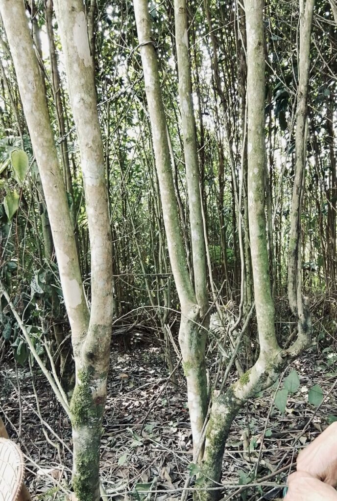 Phát triển sản phẩm, vùng nguyên liệu cho Trà đặc sản Sơn la 616831265 1314493180698962 4361990982023143670 n