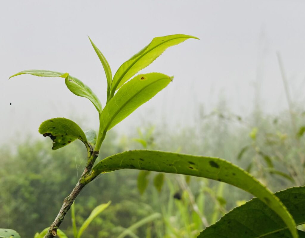 656158275 1367382162076730 2192776897100314728 n