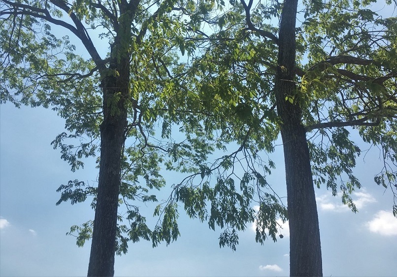 Thử nghiệm canh tác sinh thái cà phê Robusta 7