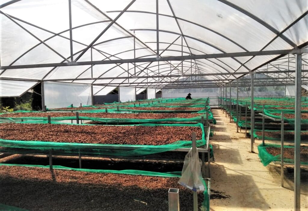 Thử nghiệm canh tác sinh thái cà phê Robusta cafe phoi