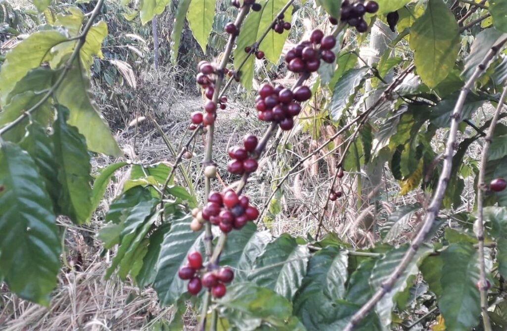 Thử nghiệm canh tác sinh thái cà phê Robusta r natural farming 2