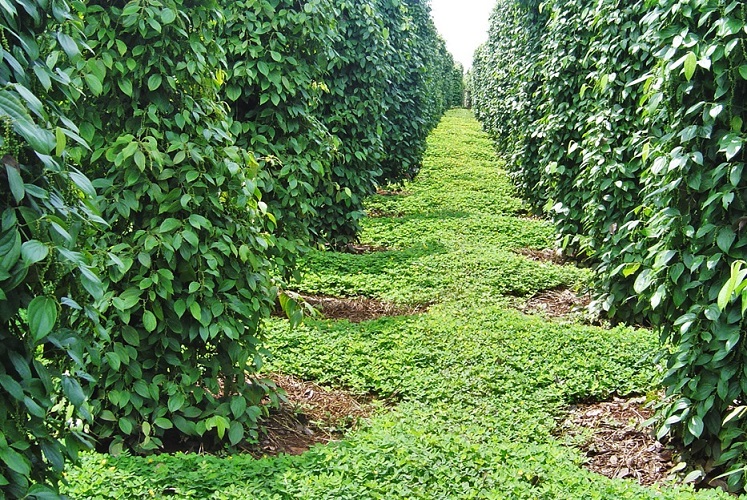 pepper farm